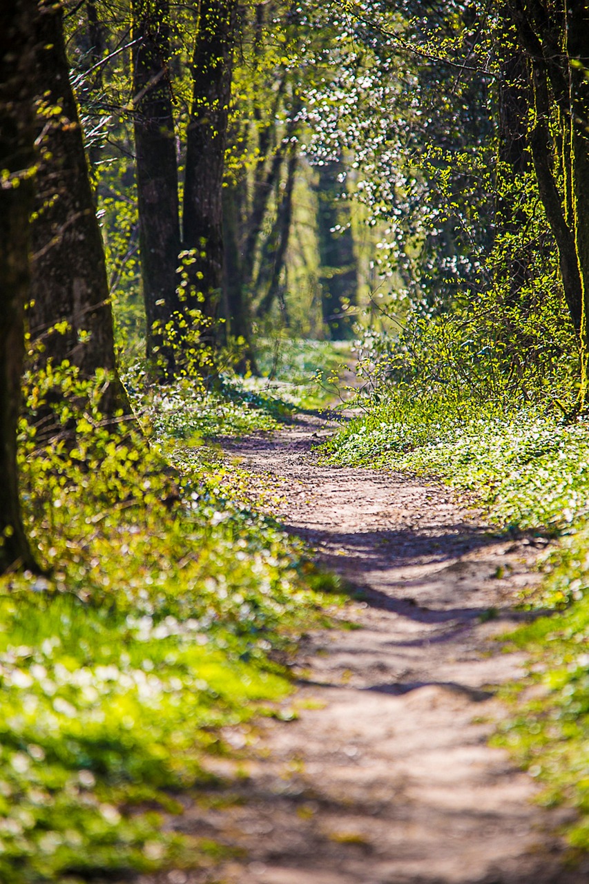 forest, path, trees, walk, nature, way, outdoors, wilderness